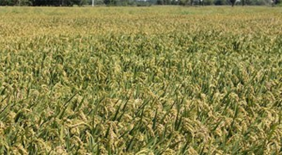 Çeltik Üreticisi, Fiyatı Yeterli Bulmuyor