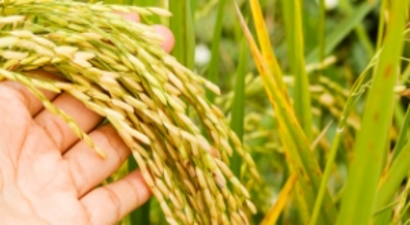 Çeltikte Bereketli Hasat