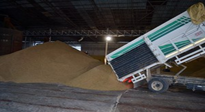 Çeltik  Üreticisi Fiyat Bekliyor