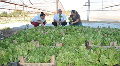 Çiçekler İncirliova`da Yetişecek