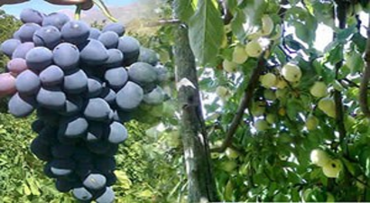 Cimin Üzümü Üreticisinin Yüzünü Güldürdü