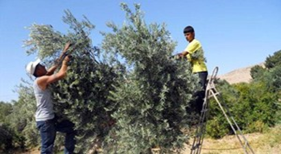 Derik`te Zeytin Hasadı Başladı