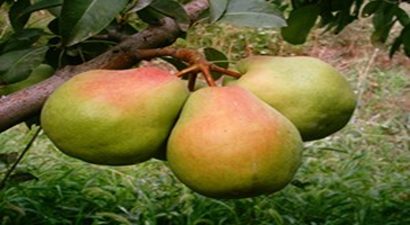 Eşme`de Deveci Armudu Hasadı Başladı