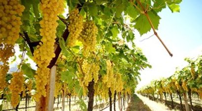 Dolu, Üzüm Rekoltesini Düşürdü