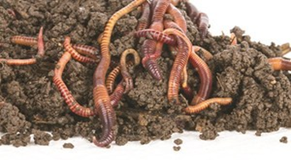 400 Milyar İşçi Solucan