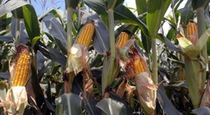 Dünyada Gdo`lu Tarım Ürünü Pazarı 70 Milyar Dolara Ulaştı`