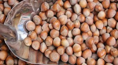 Fındık Üreticilerine Destekleme Müjdesi