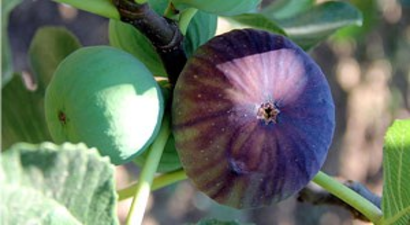 Fiyatı En Fazla Artan Ürün Siyah İncir Oldu