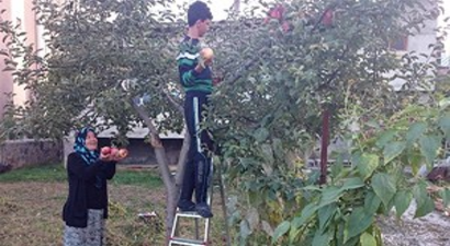 Göksun`da Elma Hasadı Başladı