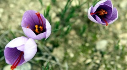 Hatay`lılar `Dünyanın En Pahalı Bitkisi`yle Tanıştı