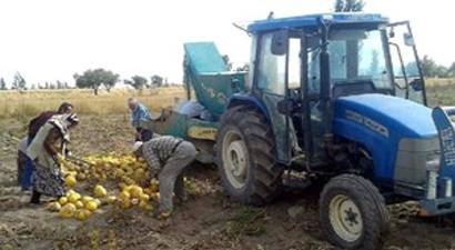 Kabak Çekirdeği, Üreticinin Yüzünü Güldürdü
