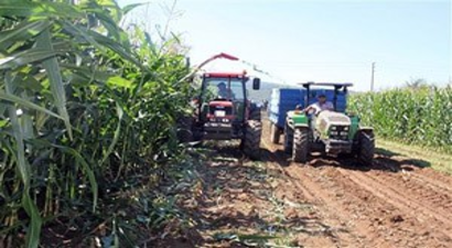 Kaliteli Silajlık Mısır Yapımı Ve Silajın Muhafazası Konularında Tarla Günü