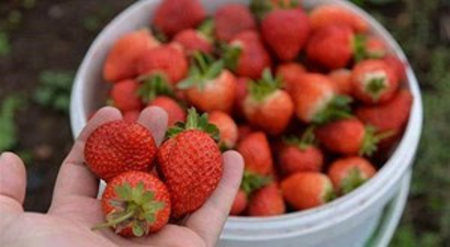 Karadeniz`de 3 Mevsim Çilek Hasadı