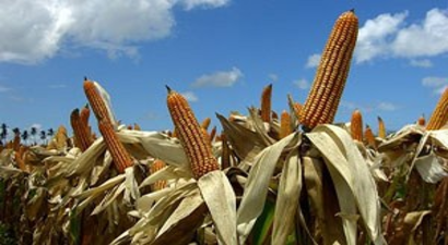 Karaman`da Mısır Tarımı ve Tarımsal Su