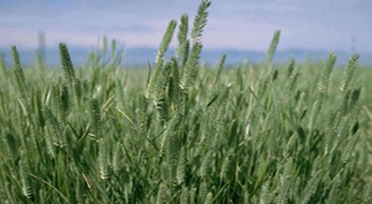 Karapınar`da `Mera Tipi Çok Yıllık Yem Bitkisi Çeşitlerinin Islahı` Projesi