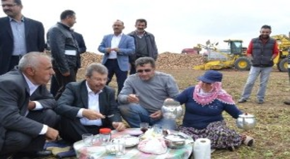 Kayseri Şeker Ailesi Pancar Hasat Günlerinde Bir Arada