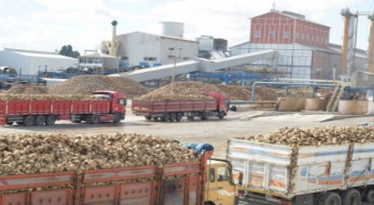 Kayseri Şeker`den Pancar Çiftçisine 55 Milyon Söküm Avansı