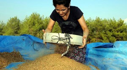 Kıraç Topraklar `Susam` İle Kaplanıyor