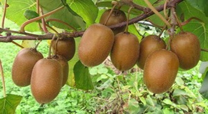 Kivi Üreticileri Sezondan Umutlu