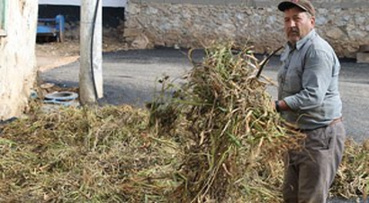 Kuru fasulye çiftçinin yüzünü güldürdü