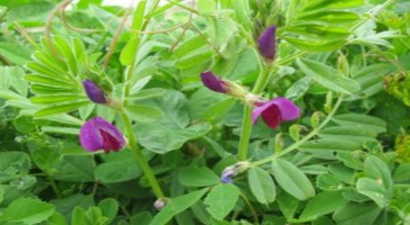 Çiftçilere 7 Ton Macar Fiği Tohumu Dağıtıldı