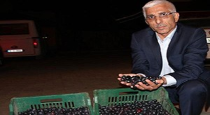 Marmarabirlik Zeytin Alımlarına Başlıyor