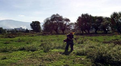 Meralar Yabancı Bitkilerden Temizleniyor