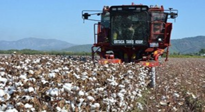 Muğla`da Makineli Pamuk Hasadı Başladı