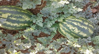 Muş Ovasında Karpuz Bereketi