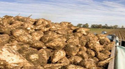 Muş`ta Pancar Söküm Çalışması