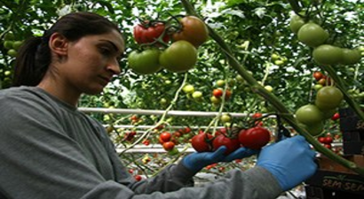 Bunlarda Müzik Sever Domatesler