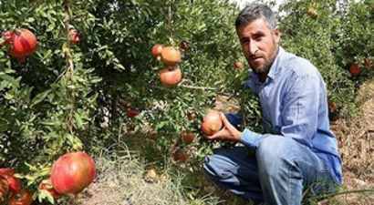 Şanlıurfalı Nar Üreticilerinin Buruk Sevinci