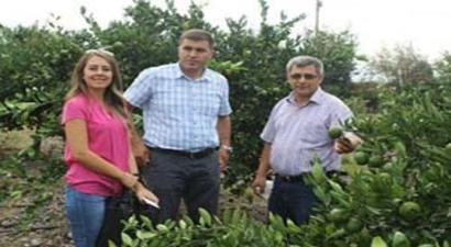 Narenciye Bahçelerinde İnceleme