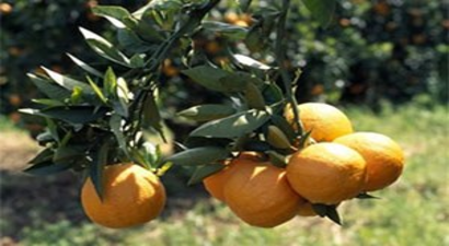 Narenciye Tüketimine Destek Talebi