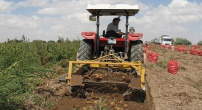 Nevşehir`de Yıllık 250 Bin Ton Patates Üretimi Gerçekleşiyor