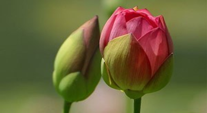 Ödemiş Süs Bitkileri Ve Fidan Sergisi 11. Kez Açıldı