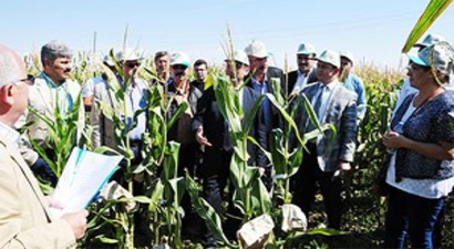 Ovaya Uygun Mısır Çeşidi Geliştiriliyor