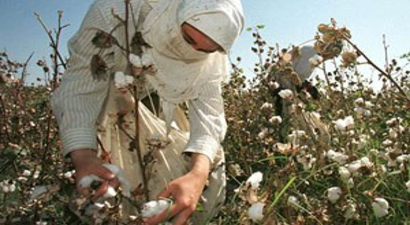 Özbekistan, Pamuk Şirketlerini Birleştiriyor