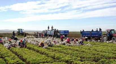 Türkiye`nin Havuç Deposu Beypazarı`nda Hasat Başladı