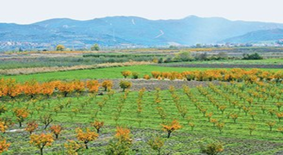 Pamukova`da Meyvemizi Kâğıda Çevirmeyin