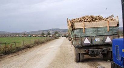 Çiftçilerin `Pancar Sırası` Yorgunluğu