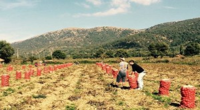 Patatesin Kilosu Bu Yıl Ne Kadar?