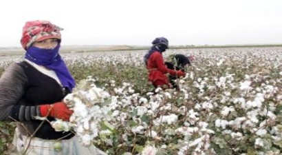 Şanlıurfa`da Pamuk Hasadı Başladı