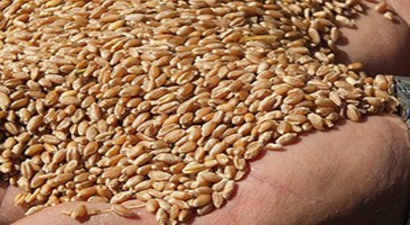 Bolu`da `Sertifikalı Hububat Tohumluğu Dağıtım` Projesi