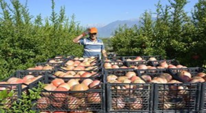 Seydikemer`de Nar Hasatı Başladı