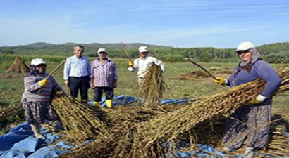 Seydikemer`de Susam Hasatına Başlandı