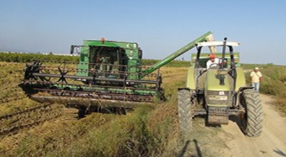 Silifkede Çeltik Hasadı Başladı