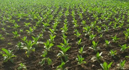 Sürdürülebilir Tarım Projesi İle Maliyetler Düşüyor, Mahsul Artıyor