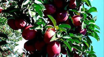 Tarım Adına Zenginlik Çok