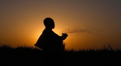 Türkiye Her Yıl 150 Milyon Dolar Değerinde Tohum İhraç Ediyor